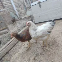 جوجه خروس محلی