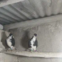 ۲ عدد دمگیر ماده واکسی