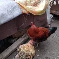 خروس محلی|حیوانات مزرعه|آستانه اشرفیه, |دیوار