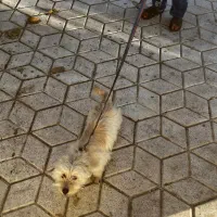 شیتزو|سگ|تربت‌حیدریه, کاشانی|دیوار