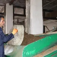 خط تولید و بسته بندی چای