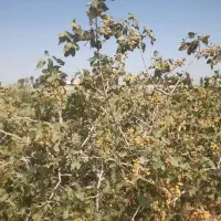 باغ-پسته
