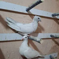 کفتر نقره ای