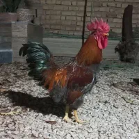خروس محلی