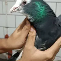 6 تا کفتر پلنگ کبوتر پلنگ دوتا جوجه