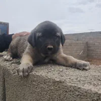 توله سگ سرابی پژدر ماده