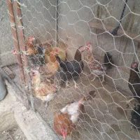 مرغ فروشی|حیوانات مزرعه|نهبندان, |دیوار