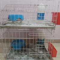 قفس جوجه گیری کبوتر