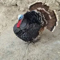 بوقلمون نر و ماده محلی درجه یک