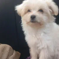 شیتزو فلت اصل ماده