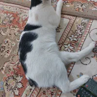 گربه رایگان|گربه|پلدختر, |دیوار