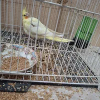 عروس هلندی لوتینو