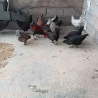 ده عدد مرغ بومی|حیوانات مزرعه|رودشت (چهارمحال و بختیاری), |دیوار