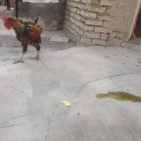 خروس چاق وجوان