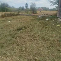 چمن زنی وباغبانی