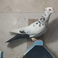 پرنده کبوتر رنگی دمبی