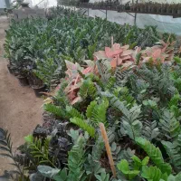 فروش گل زامفولیا قیمت مناسب|گل و گیاه طبیعی|گتاب, |دیوار