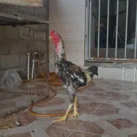 مرغ خروس لاری|حیوانات مزرعه|گمیشان, |دیوار