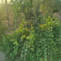 باغچه|فروش خانه و ویلا|قم, دوبرادر|دیوار