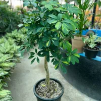 شفلرا بافت،لوکس،برگ پرپشت،نگهداری آسان،قیمت تولیدی|گل و گیاه طبیعی|رشت, بیجارپس|دیوار