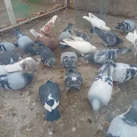 یه چخ کبوتر|پرنده|اسفراین, |دیوار