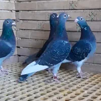 ۴ عدد ماده مسافتی|پرنده|اهواز, بهارستان|دیوار