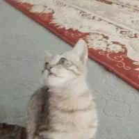 واگذاری گربه شیش ماهه|گربه|یاسوج, |دیوار