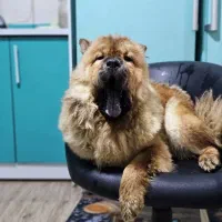 سگ نرچاوچاو
