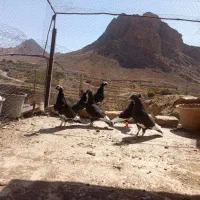 سلام خدمت دوستان ۶ عدد پلنگ یک جفت بزرگ تخ جوجی|پرنده|رفسنجان, |دیوار
