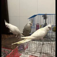 عروس هلندی آلبینو