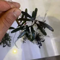 گیاه اکواریوم باسفلاندرا بوسفلاندرا انابیاس|ماهی|تهران, بریانک|دیوار