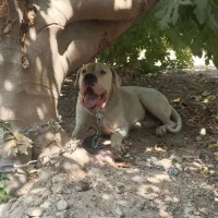 گم شده محدوده بخنگ.بهشت زهرا|سگ|کازرون, |دیوار