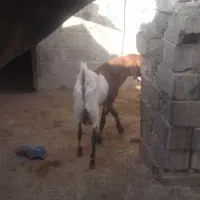 نری پلم چاق چاق
