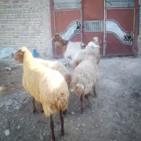 ۴راس گوسفند و۱راس بز