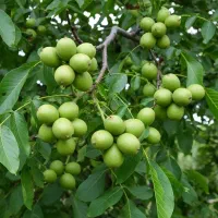 فرصت محدود،باغ گردو آینده مالی شما را تضمین می‌کند|گل و گیاه طبیعی|الشتر, |دیوار