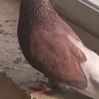 کبوتر پر