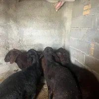 فروش بره چاق کلاله