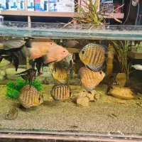 اکواریوم ماهی اب شور دیسکس ابشور انجل گوپی|ماهی|شیراز, گود عربان|دیوار