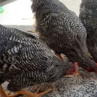 ۴ عدد خروس امروک ۶ ماهه