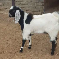 بز اصل پاکستانی