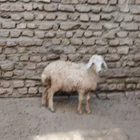 دو عدد بره عروسک خوشگل سفید نر ماده درشت مست|حیوانات مزرعه|مشهد, رسالت|دیوار