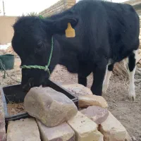 گوساله ماده ۸ ماهه ازنسل شیری