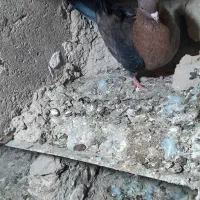 ارشینگل ماده|پرنده|آشخانه, |دیوار