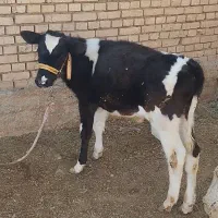 گاوشیری|حیوانات مزرعه|داران, |دیوار