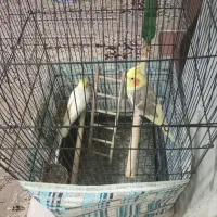 عروس هلندی|پرنده|قم, قلعه عموحسین|دیوار