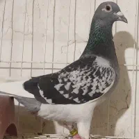 40000000