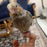 جوجه عروس هلندی|پرنده|مشهد, عامل|دیوار