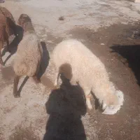 بره گوسفند بز|حیوانات مزرعه|کرمانشاه, |دیوار