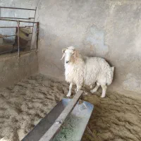 قوچ ترکی|حیوانات مزرعه|شهر بابک, |دیوار