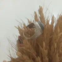 باباقوری نو|جواهرات|تهران, مسعودیه|دیوار